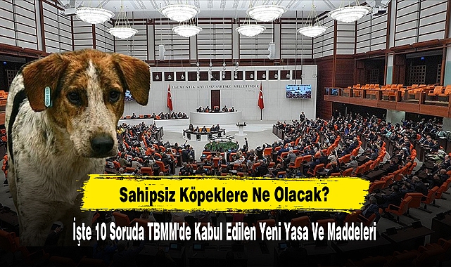 Sahipsiz Köpeklere Ne Olacak: 10 Soruda TBMM'de Kabul Edilen Yeni Yasa