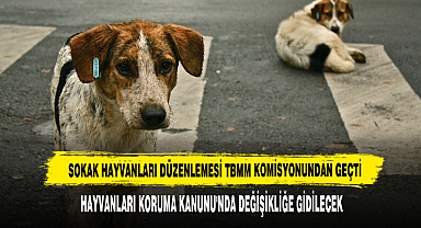 Sokak Hayvanları Düzenlemesi TBMM Komisyonundan Geçti