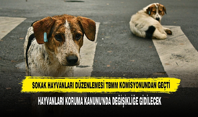 Sokak Hayvanları Düzenlemesi TBMM Komisyonundan Geçti