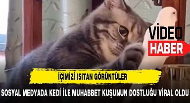 SOSYAL MEDYADA MUHABBET KUŞU İLE KEDİNİN OYUNU VİRAL OLDU