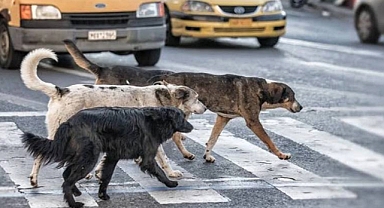 Tartışmalı Yasa Mecliste Kabul Edildi Başıboş Köpekler Çözümündeki Harita Belli Oldu