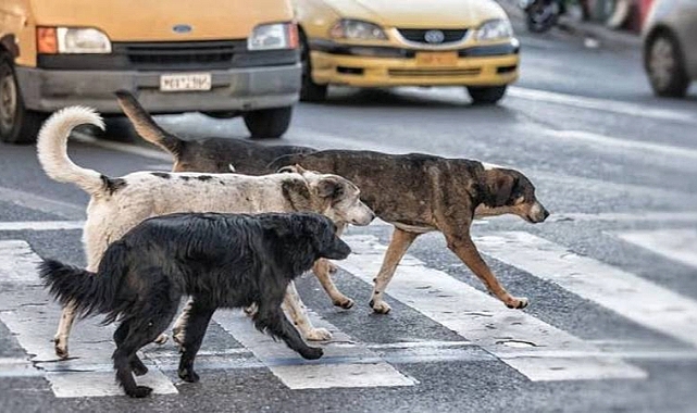 Tartışmalı Yasa Mecliste Kabul Edildi  Başıboş Köpekler Çözümündeki Harita Belli Oldu