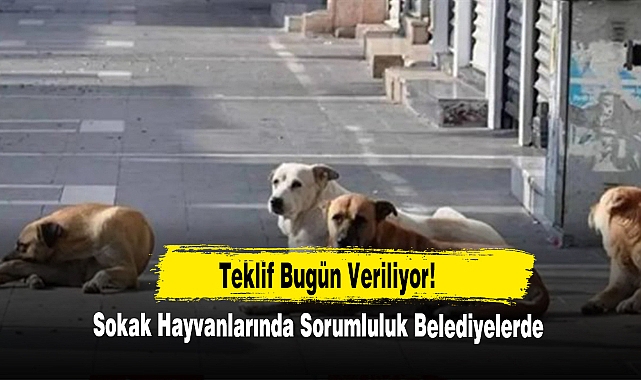 Teklif Bugün Veriliyor! Sokak Hayvanlarında Sorumluluk Belediyelerde