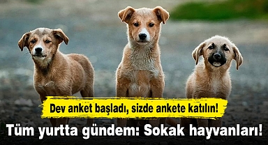 Tüm yurtta gündem: Sokak hayvanları!