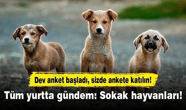 Tüm yurtta gündem: Sokak hayvanları!