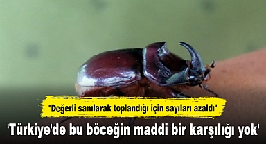 'Türkiye'de bu böceğin maddi bir karşılığı yok'