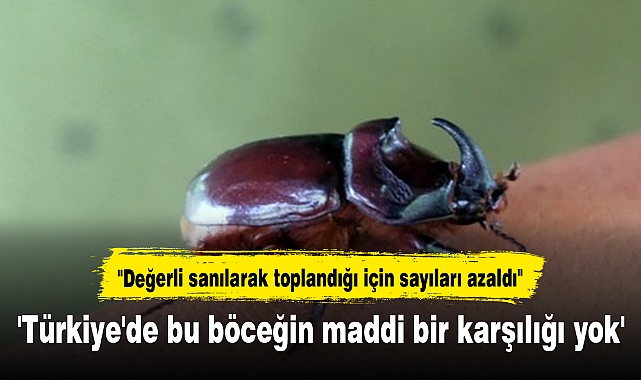 'Türkiye'de bu böceğin maddi bir karşılığı yok'
