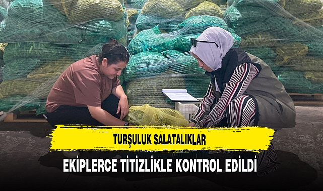 Turşuluk Salatalıklar Ekiplerce Titizlikle Kontrol Edildi