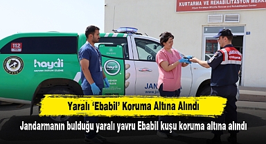 Yaralı ‘Ebabil’ Koruma Altına Alındı
