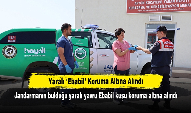 Yaralı ‘Ebabil’ Koruma Altına Alındı