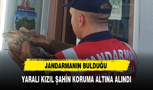 YARALI KIZIL ŞAHİN KORUMA ALTINA ALINDI