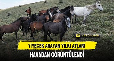 YİYECEK ARAYAN YILKI ATLARI HAVADAN GÖRÜNTÜLENDİ