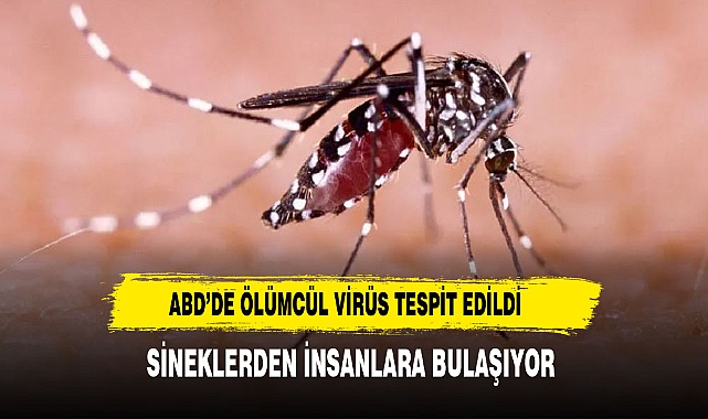 ABD’de Ölümcül Doğu At Ensefaliti Virüsü Tespit Edildi