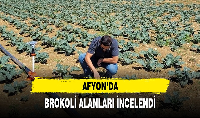AFYON'DA BROKOLİ ALANLARI İNCELENDİ
