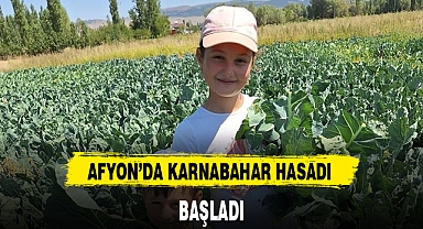 AFYON'DA KARNABAHAR HASADI BAŞLADI