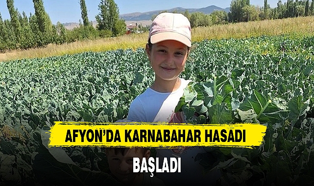 AFYON'DA KARNABAHAR HASADI BAŞLADI