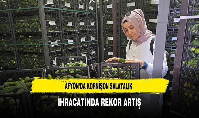 Afyon’da Kornişon Salatalık İhracatında Rekor Artış