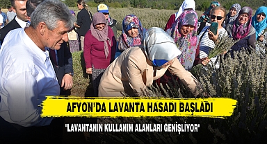 Afyon’da Lavanta Hasadı Başladı