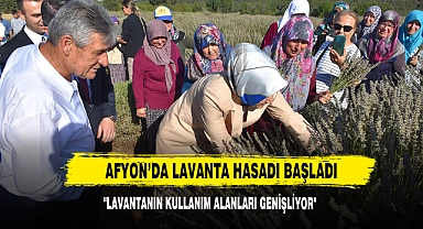 Afyon’da Lavanta Hasadı Başladı