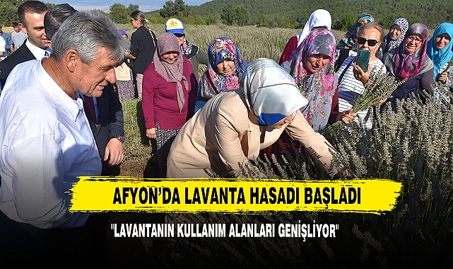 Afyon’da Lavanta Hasadı Başladı