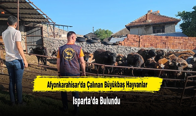 Afyonkarahisar'da Çalınan Büyükbaş Hayvanlar Isparta'da Bulundu