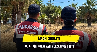 Aman Dikkat! Bu Bitkiyi Koparmanın Cezası 387 Bin Tl