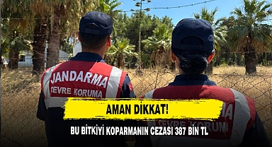 Aman Dikkat! Bu Bitkiyi Koparmanın Cezası 387 Bin Tl