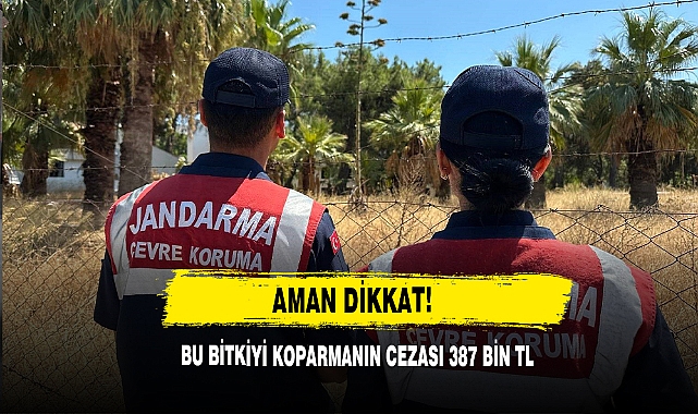 Aman Dikkat! Bu Bitkiyi Koparmanın Cezası 387 Bin Tl