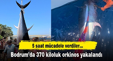 Bodrum'da 370 kiloluk orkinos yakalandı