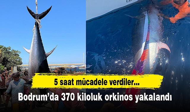 Bodrum'da 370 kiloluk orkinos yakalandı
