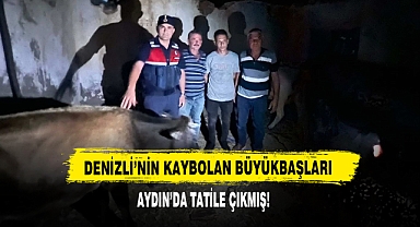 Denizli’nin Kaybolan Büyükbaşları Aydın’da Tatile Çıkmış!