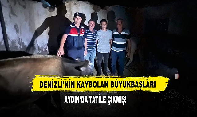 Denizli’nin Kaybolan Büyükbaşları Aydın’da Tatile Çıkmış!