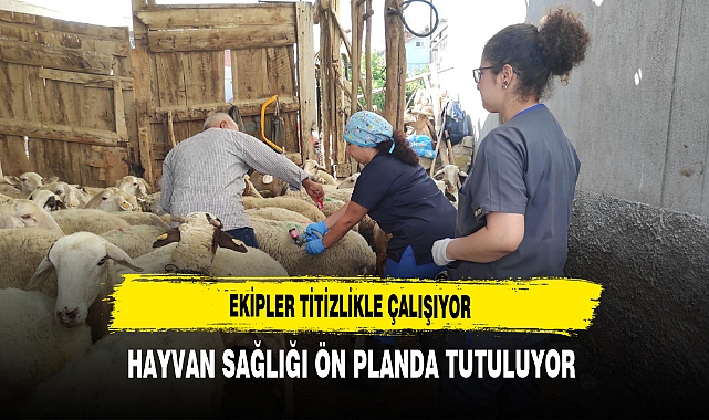 Ekipler Titizlikle Çalışıyor Hayvan Sağlığı Ön Planda Tutuluyor