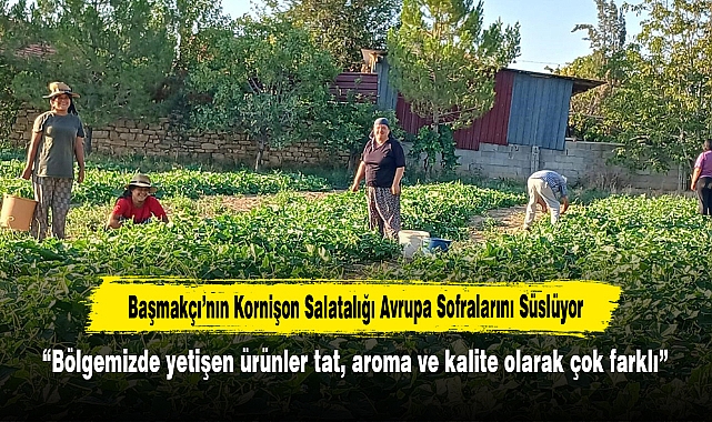 Başmakçı’nın Kornişon Salatalığı Avrupa Sofralarını Süslüyor