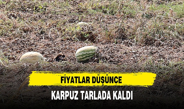 FİYATLAR DÜŞÜNCE KARPUZ TARLADA KALDI