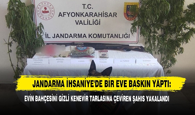 Jandarma İhsaniye'de Bir Eve Baskın Yaptı: Evin Bahçesini Gizli Kenevir Tarlasına Çeviren Şahıs Yakalandı