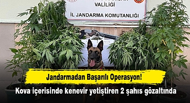Jandarmadan Başarılı Operasyon! Kova içerisinde kenevir yetiştiren 2 şahıs gözaltında
