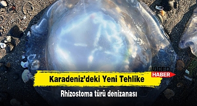 Karadeniz'deki Yeni Tehlike: Rhizostoma türü denizanası