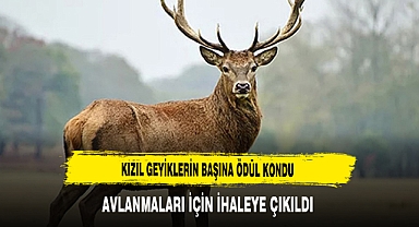 Kızıl Geyiklerin Başına Ödül Kondu Avlanmaları İçin İhaleye Çıkıldı