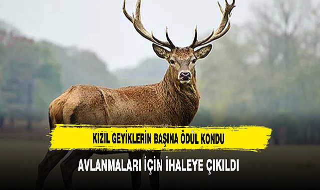 Kızıl Geyiklerin Başına Ödül Kondu Avlanmaları İçin İhaleye Çıkıldı