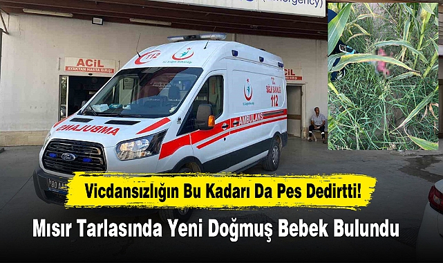 Mısır Tarlasında Yeni Doğmuş Bebek Bulundu