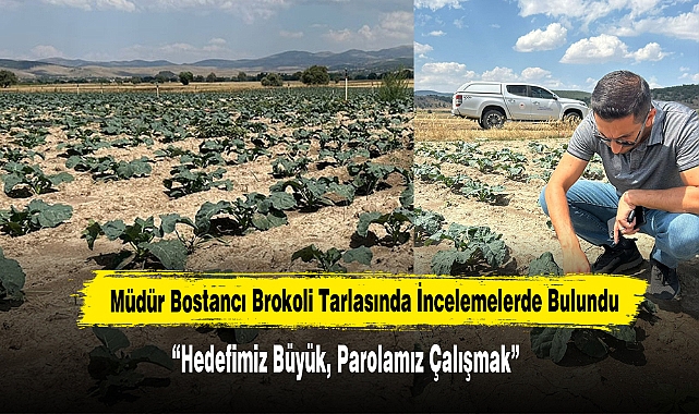 Müdür Bostancı Brokoli Tarlasında İncelemelerde Bulundu