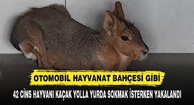 OTOMOBİL HAYVANAT BAHÇESİ GİBİ