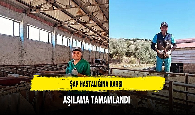 Şap Hastalığına Karşı Aşılama Tamamlandı