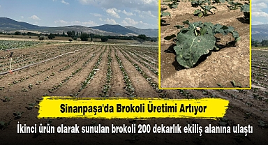 Sinanpaşa'da Brokoli Üretimi Artıyor: İkinci ürün olarak sunulan brokoli 200 dekarlık ekiliş alanına ulaştı