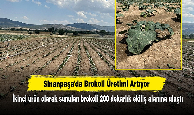 Sinanpaşa'da Brokoli Üretimi Artıyor: İkinci ürün olarak sunulan brokoli 200 dekarlık ekiliş alanına ulaştı
