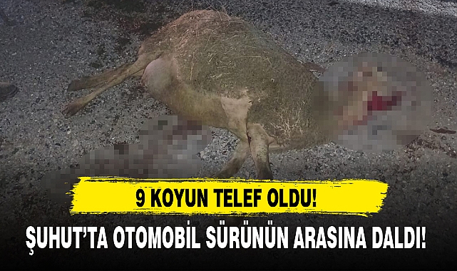 ŞUHUT'TA OTOMOBİL SÜRÜNÜN ARASINA DALDI!