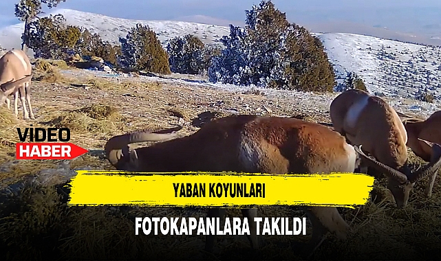 Yaban Koyunları Fotokapana Takıldı