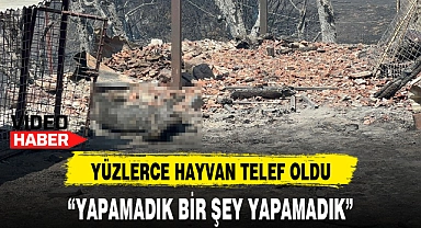 YÜZLERCE HAYVAN TELEF OLDU