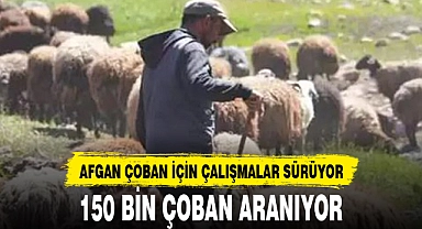 150 BİN ÇOBAN ARANIYOR